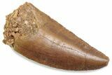 Serrated Raptor Tooth - Real Dinosaur Tooth #376449-1